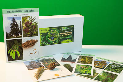 Коллекция "Голосеменные растения"